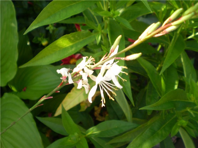 gaura